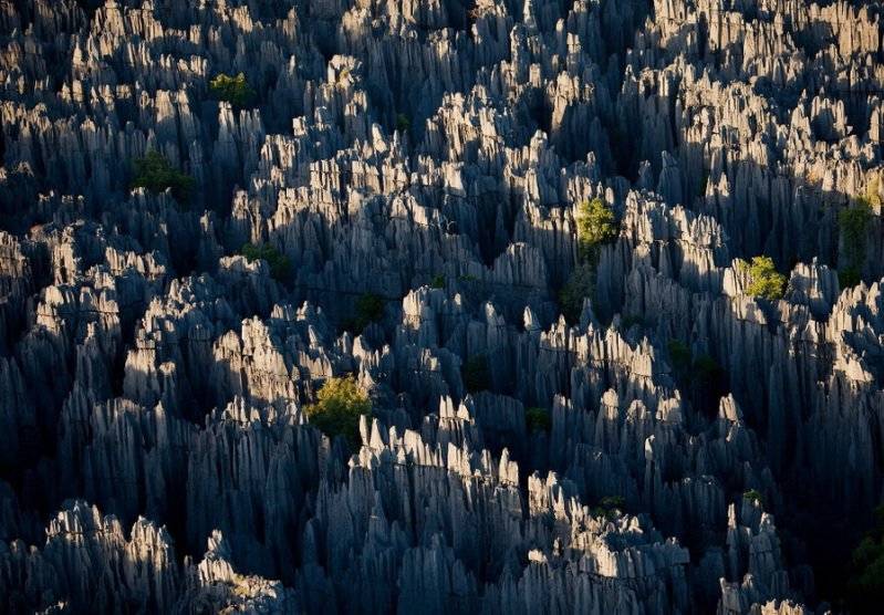 Каменные леса мира: Россия, Китай, Болгария, Мадагаскар