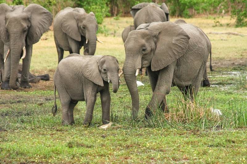 Интересные факты о животных Африки (15 фото)