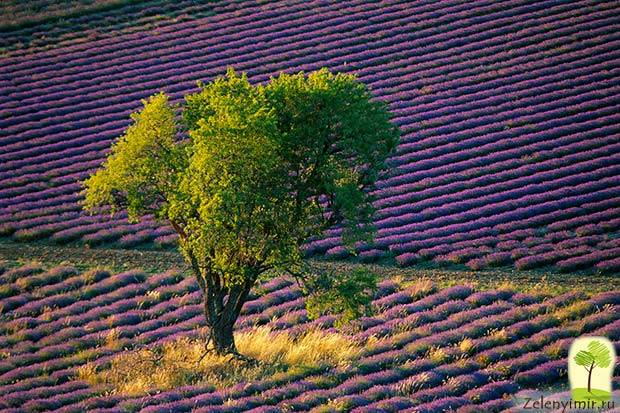 Лавандовые поля провинции Прованс, Франция