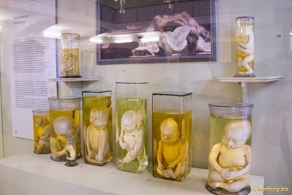 Кунсткамера в санкт петербурге кунсткамера фото экспонатов уродов с описанием