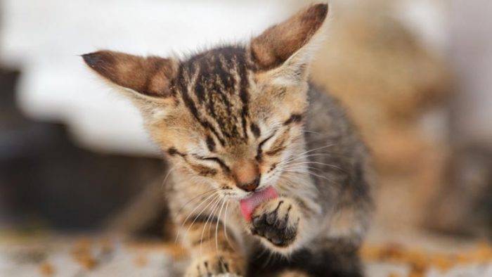 Как обычные кошки спасли деревню от запустения