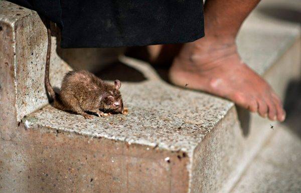 Крысиный рай: индийский храм, где поклоняются грызунам ❘ фото