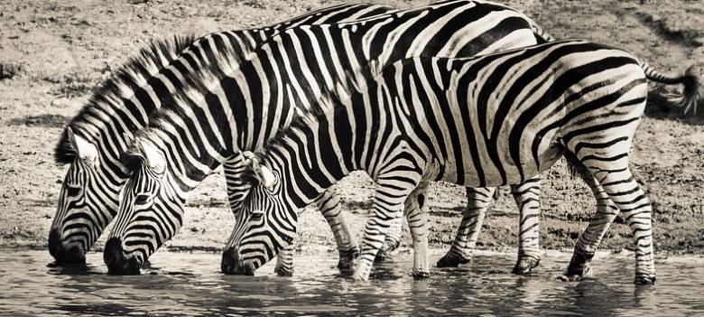 Интересные факты о животных Африки (15 фото)